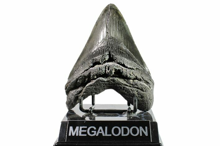 Fossil Megalodon Tooth - South Carolina #154180